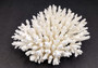 Table Coral Cluster - Acropora Latistella - (1 coral cluster approx. 7-10 inches). White coral bunch with little bubbly arms branching out from all directions, very full.Copyright 2022 SeaShellSupply.com.