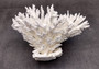 Table Coral Cluster - Acropora Latistella - (1 coral cluster approx. 7-10 inches). White coral bunch with little bubbly arms branching out from all directions, very full.Copyright 2022 SeaShellSupply.com.