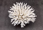 Table Coral Cluster - Acropora Latistella - (1 coral cluster approx. 7-10 inches). White coral bunch with little bubbly arms branching out from all directions, very full.Copyright 2022 SeaShellSupply.com.