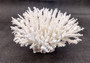Table Coral Cluster - Acropora Latistella - (1 coral cluster approx. 7-10 inches). White coral bunch with little bubbly arms branching out from all directions, very full.Copyright 2022 SeaShellSupply.com.