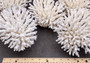 Table Coral Cluster - Acropora Latistella - (1 coral cluster approx. 7-10 inches). White coral bunch with little bubbly arms branching out from all directions, very full.Copyright 2022 SeaShellSupply.com.