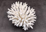 Table Coral Cluster - Acropora Latistella - (1 coral cluster approx. 7-10 inches). White coral bunch with little bubbly arms branching out from all directions, very full.Copyright 2022 SeaShellSupply.com.