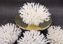 Table Coral Cluster - Acropora Latistella - (1 coral cluster approx. 7-10 inches). White coral bunch with little bubbly arms branching out from all directions, very full.Copyright 2022 SeaShellSupply.com.