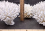 Table Coral Cluster - Acropora Latistella - (1 coral cluster approx. 7-10 inches). White coral bunch with little bubbly arms branching out from all directions, very full.Copyright 2022 SeaShellSupply.com.