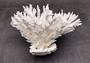White Table Coral Large Cluster (1 coral approx. 7-9+ inches) White Corals great for coastal display, art projects, crafts & collecting!