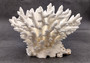 Table Coral Cluster - Acropora Latistella - (1 coral cluster approx. 7-10 inches). White coral bunch with little bubbly arms branching out from all directions, very full.Copyright 2022 SeaShellSupply.com.