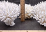 Table Coral Cluster - Acropora Latistella - (1 coral cluster approx. 7-10 inches). White coral bunch with little bubbly arms branching out from all directions, very full.Copyright 2022 SeaShellSupply.com.
