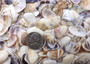 Purple Coquina Clam Shells Donax Variabilis (Approx. half cup 125+ shells 0.25+ inches) Purple Coquina Clam for jewelry arts & crafts!