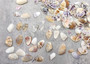 Purple/White Coquina Shells - Donax Variabilis - (1/2 cup approx. 80-100 shells .5-1 inch). Multiple purple and light pink ombre shells with a little white in a pile. Copyright 2025 SeaShellSupply.com.