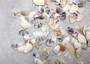 Purple/White Coquina Shells - Donax Variabilis - (1/2 cup approx. 80-100 shells .5-1 inch). Multiple purple and light pink ombre shells with a little white in a pile. Copyright 2025 SeaShellSupply.com.