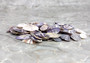 Purple/White Coquina Shells - Donax Variabilis - (1/2 cup approx. 80-100 shells .5-1 inch). Multiple purple and light pink ombre shells with a little white in a pile. Copyright 2022 SeaShellSupply.com.