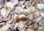 Purple/White Coquina Shells - Donax Variabilis - (1/2 cup approx. 80-100 shells .5-1 inch). Multiple purple and light pink ombre shells with a little white in a pile. Copyright 2025 SeaShellSupply.com.