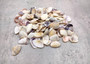 Purple/White Coquina Shells - Donax Variabilis - (1/2 cup approx. 80-100 shells .5-1 inch). Multiple purple and light pink ombre shells with a little white in a pile. Copyright 2025 SeaShellSupply.com.