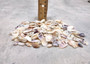 Purple/White Coquina Shells - Donax Variabilis - (1/2 cup approx. 80-100 shells .5-1 inch). Multiple purple and light pink ombre shells with a little white in a pile. Copyright 2025 SeaShellSupply.com.