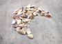 Purple/White Coquina Shells - Donax Variabilis - (1/2 cup approx. 80-100 shells .5-1 inch). Multiple purple and light pink ombre shells with a little white in a pile. Copyright 2025 SeaShellSupply.com.