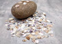 Purple/White Coquina Shells - Donax Variabilis - (1/2 cup approx. 80-100 shells .5-1 inch). Multiple purple and light pink ombre shells with a little white in a pile. Copyright 2025 SeaShellSupply.com.