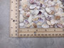 Purple/White Coquina Shells - Donax Variabilis - (1/2 cup approx. 80-100 shells .5-1 inch). Multiple purple and light pink ombre shells with a little white in a pile. Copyright 2025 SeaShellSupply.com.