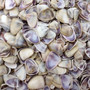 Purple Coquina Clam Shells Donax Variabilis (Approx. half cup +/-100 shells 0.25+ inches) Purple Coquina Clam for jewelry arts & crafts! Copyright 2026 SeaShellSupply.com.