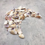 Purple Coquina Clam Shells Donax Variabilis (Approx. half cup +/-100 shells 0.25+ inches) Purple Coquina Clam for jewelry arts & crafts! Copyright 2026 SeaShellSupply.com.
