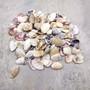Purple Coquina Clam Shells Donax Variabilis (Approx. half cup +/-100 shells 0.25+ inches) Purple Coquina Clam for jewelry arts & crafts! Copyright 2026 SeaShellSupply.com.