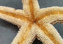 Large Sugar Starfish- Piaster Ochraceus - (1 starfish approx. 6 inches). Orange star with a ribbed design and thicker limbs. Copyright 2022 SeaShellSupply.com.