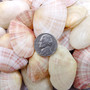 Sunrise Tellin Clam Polished Seashells - Tellina Radiata - (10 Pairs approx. 1.25-2 inches). Multiple pink and white streaked ombre shells in a pile. Copyright 2026 SeaShellSupply.com.