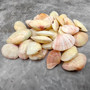 Sunrise Tellin Clam Polished Seashells - Tellina Radiata - (10 Pairs approx. 1.25-2 inches). Multiple pink and white streaked ombre shells in a pile. Copyright 2026 SeaShellSupply.com.