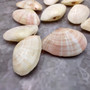 Sunrise Tellin Clam Polished Seashells - Tellina Radiata - (10 Pairs approx. 1.25-2 inches). Multiple pink and white streaked ombre shells in a pile. Copyright 2026 SeaShellSupply.com.
