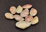 Sunrise Tellin Clam Polished Seashells - Tellina Radiata - (10 Pairs approx. 1.25-2 inches). Multiple pink and white streaked ombre shells in a pile. Copyright 2022 SeaShellSupply.com.