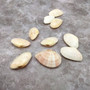 Sunrise Tellin Clam Polished Seashells - Tellina Radiata - (10 Pairs approx. 1.25-2 inches). Multiple pink and white streaked ombre shells in a pile. Copyright 2026 SeaShellSupply.com.
