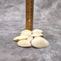 Sunrise Tellin Clam Polished Seashells - Tellina Radiata - (10 Pairs approx. 1.25-2 inches). Multiple pink and white streaked ombre shells in a pile. Copyright 2026 SeaShellSupply.com.