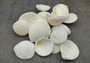 Coco Clam Seashells (20 shells approx. 1.5-2 Inches). Multiple white ribbed shells in pile. Copyright 2022 SeaShellSupply.com.
