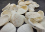 Coco Clam Seashells (20 shells approx. 1.5-2 Inches). Multiple white ribbed shells in pile. Copyright 2022 SeaShellSupply.com.