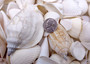 White & Cream Seashell Wedding Mix Medium (Approx. 1 kilogram 50+ shells 1-2+ inches) Bulk White & Off White Shell mix for party decoration!