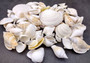 White and Cream Seashell Medium+ Wedding Mix - (1 Kilogram/2.2 lbs. 50-60 shells approx. 1-3 inches). Different sized and shaped shells in a pile, all white and textured. Copyright 2024 SeaShellSupply.com.