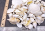 White and Cream Seashell Medium+ Wedding Mix - (1 Kilogram/2.2 lbs. 50-60 shells approx. 1-3 inches). Different sized and shaped shells in a pile, all white and textured. Copyright 2024 SeaShellSupply.com.