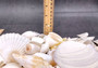 White and Cream Seashell Medium+ Wedding Mix - (1 Kilogram/2.2 lbs. 50-60 shells approx. 1-3 inches). Different sized and shaped shells in a pile, all white and textured. Copyright 2024 SeaShellSupply.com.