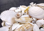 White and Cream Seashell Medium+ Wedding Mix - (1 Kilogram/2.2 lbs. 50-60 shells approx. 1-3 inches). Different sized and shaped shells in a pile, all white and textured. Copyright 2024 SeaShellSupply.com.
