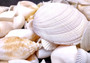 White and Cream Seashell Medium+ Wedding Mix - (1 Kilogram/2.2 lbs. 50-60 shells approx. 1-3 inches). Different sized and shaped shells in a pile, all white and textured. Copyright 2024 SeaShellSupply.com.