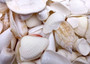 White and Cream Seashell Medium+ Wedding Mix - (1 Kilogram/2.2 lbs. 50-60 shells approx. 1-3 inches). Different sized and shaped shells in a pile, all white and textured. Copyright 2024 SeaShellSupply.com.