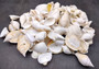 White and Cream Seashell Medium+ Wedding Mix - (1 Kilogram/2.2 lbs. 50-60 shells approx. 1-3 inches). Different sized and shaped shells in a pile, all white and textured. Copyright 2024 SeaShellSupply.com.