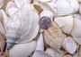 White Cream Seashell Wedding Mix Medium (Approx. 1 kilogram +/-50 shells 1-2+ inches) Bulk White & Off White Shell mix for party decoration!