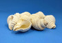 Groovy White Shells - Macron Aethiops - (8 shells approx. 2-2.5 inches). Multiple white ribbed spiral shells in a pile. Copyright 2024 SeaShellSupply.com.
