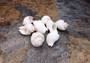 Groovy White Shells - Macron Aethiops - (8 shells approx. 2-2.5 inches). Multiple white ribbed spiral shells in a pile. Copyright 2024 SeaShellSupply.com.