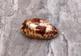 Tortoise Cowrie Seashell - Cypraea Testudinaria - (1 shell approx. 4-4.5 inches). Brown and white tinted wide wrapped shell. Copyright 2022 SeaShellSupply.com.