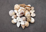 Small Seashell Assorted Ocean Mix (approx. 1 cup +/-35 shells 0.50-1.25+ inches) Small Shell Assortment for arts crafts & decoration!