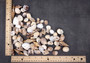 Small Seashell Assorted Ocean Mix (approx. 1 cup +/-35 shells 0.50-1.25+ inches) Small Shell Assortment for arts crafts & decoration!