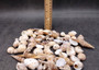 Small Seashell Assorted Ocean Mix (approx. 1 cup +/-35 shells 0.50-1.25+ inches) Small Shell Assortment for arts crafts & decoration!