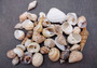 Small Seashell Assorted Ocean Mix (approx. 1 cup +/-35 shells 0.50-1.25+ inches) Small Shell Assortment for arts crafts & decoration!