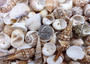 Small Seashell Assorted Ocean Mix (approx. 1 cup +/-35 shells 0.50-1.25+ inches) Small Shell Assortment for arts crafts & decoration!